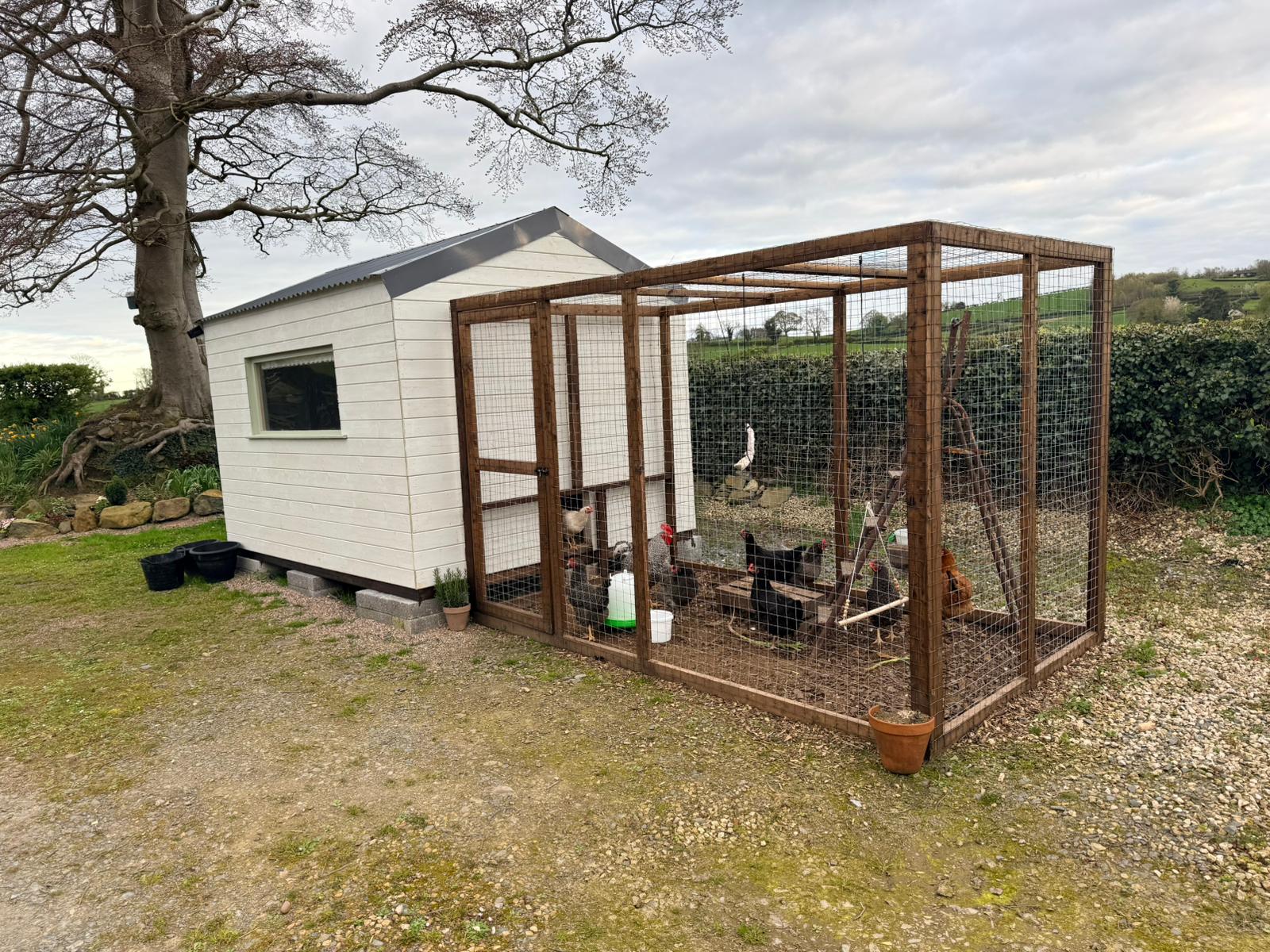 Community hens in the garden